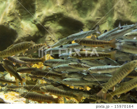 淡水魚の群れ 淡水魚の群れ 15970164