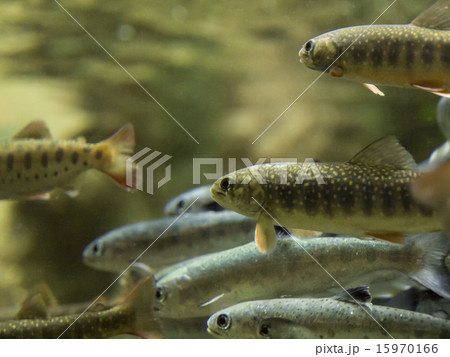 淡水魚の群れ(アップ) 淡水魚の群れ(アップ) 15970166