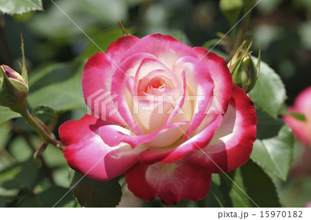 薔薇 ジュビレデュプリンスドゥモナコ 薔薇 ジュビレデュプリンスドゥモナコ 15970182