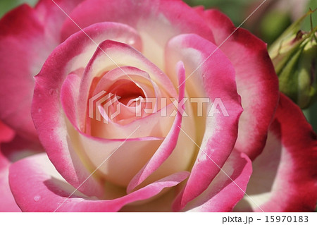 薔薇 ジュビレデュプリンスドゥモナコ 薔薇 ジュビレデュプリンスドゥモナコ 15970183