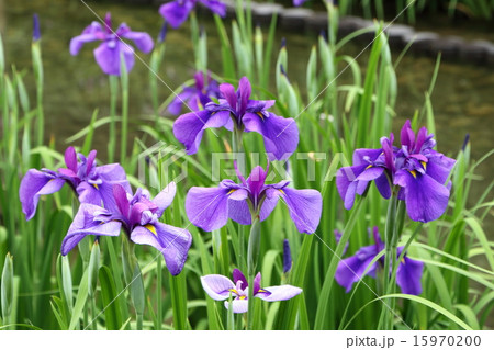 花しょうぶ(五月) 花しょうぶ(五月) 15970200
