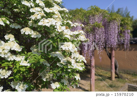 奈良　唐招提寺　瓊花 15970210