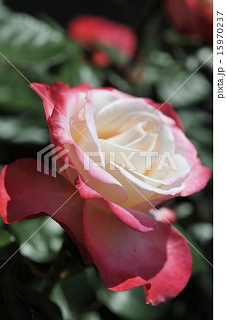 薔薇 ノスタルジーの写真素材