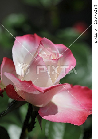 薔薇の蕾 ノスタルジーの写真素材