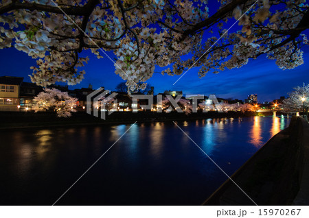 桜が満開の春の金沢市主計町の夜景 15970267