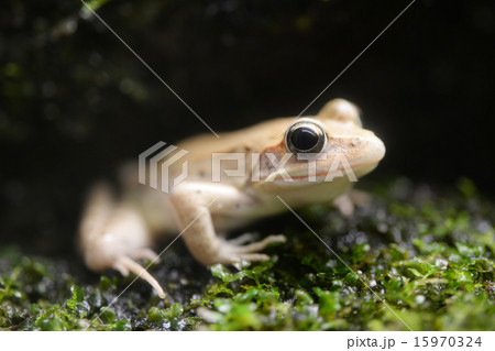 ニホンアカガエル 15970324