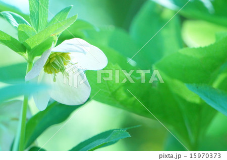 クリスマスローズ クリスマスローズ 15970373