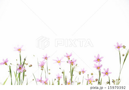 野原 道端 芝生などに生える可愛い花の写真素材