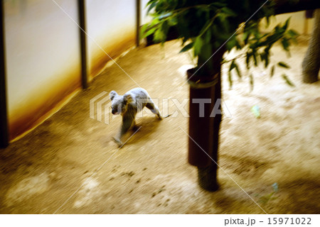 走るコアラ 15971022