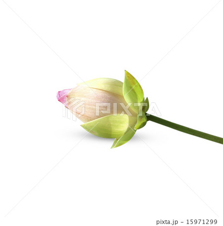 lotus Flower lotus Flower 15971299