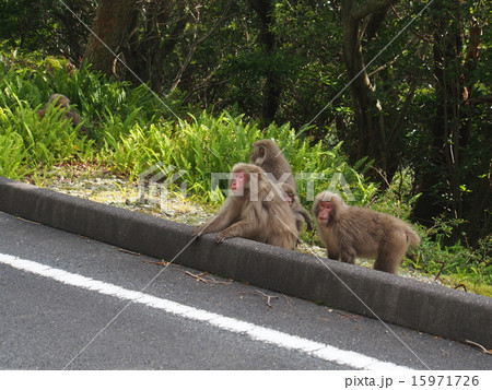 西部林道 15971726