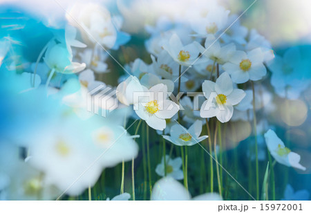 Flowers Flowers 15972001