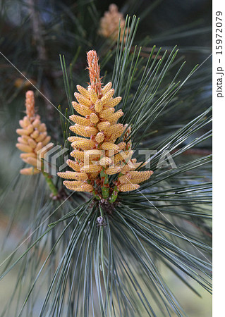クロマツの花 15972079