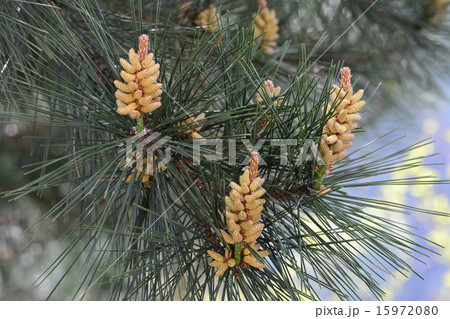 クロマツの花 クロマツの花 15972080
