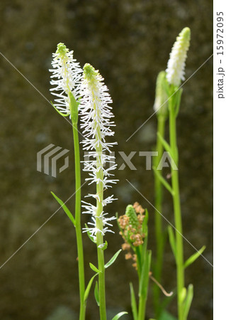 シライトソウ 15972095