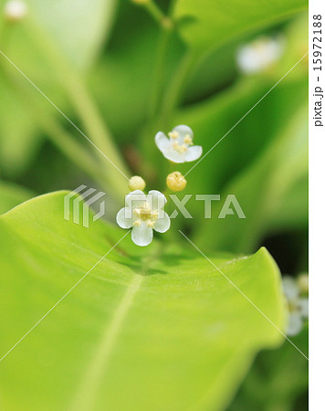 ソヨゴの花（雄花） 15972188