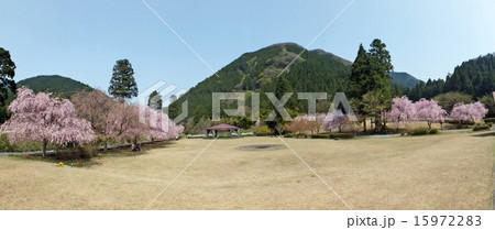 福井県坂井市のたけくらべ広場 15972283