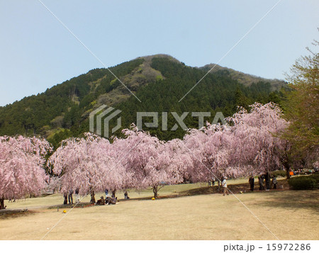 福井県坂井市のたけくらべ広場 15972286