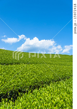 茶畑と青空【静岡県】 茶畑と青空【静岡県】 15972418