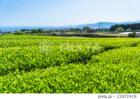 茶畑と青空【静岡県】 茶畑と青空【静岡県】 15972419