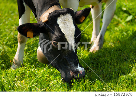 Cow Eating Green Grass on a Meadow 15972976