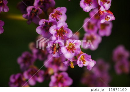 flower 15973160