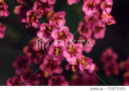 flower flower 15973161