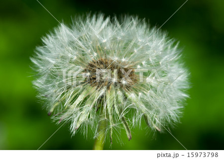 dandelion on a green background dandelion on a green background 15973798