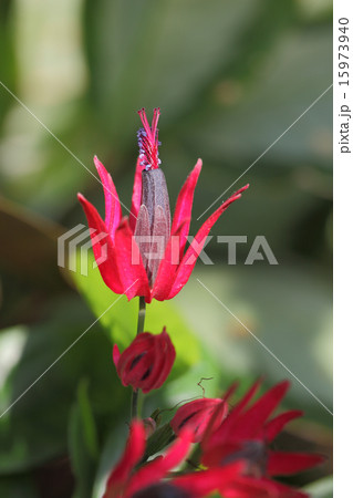 パボニア・インテルメディアの花 15973940