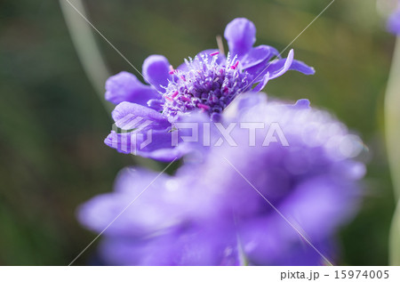 マツムシソウ 15974005