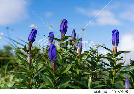 リンドウ 15974006