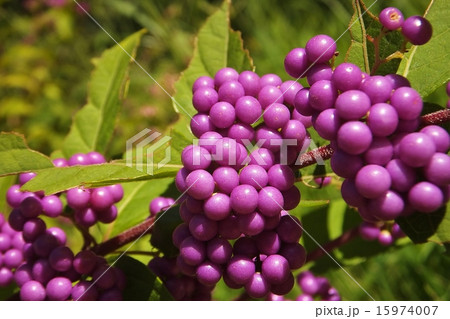 コムラサキ（アップ） 15974007