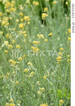 カレープラント 15974300