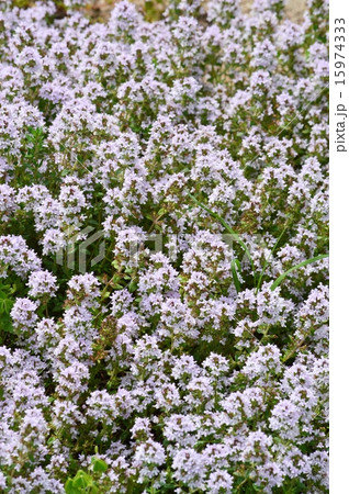 イブキジャコウソウ 15974333