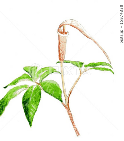 まむしぐさ 15974338