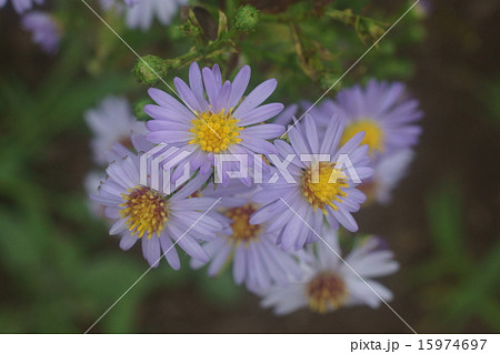 ユウガギク 15974697