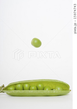エンドウ豆 エンドウ豆 15974743