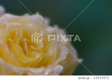 黄色の薔薇に魅せられて 15975072