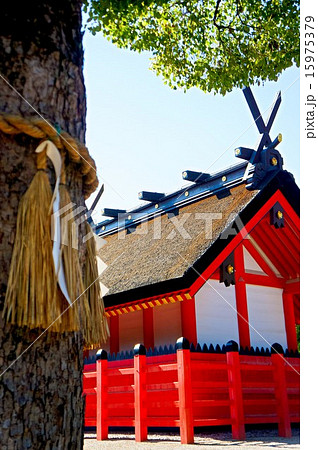 住吉大社御本殿第二本宮と御神木 住吉大社御本殿第二本宮と御神木 15975379