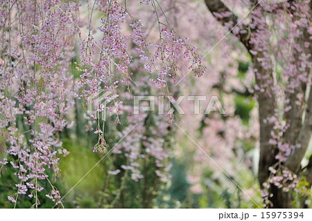 早春の枝垂れ桜 早春の枝垂れ桜 15975394