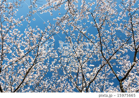 桜 15975665