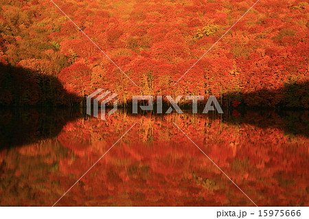 八甲田　蔦沼の紅葉 15975666