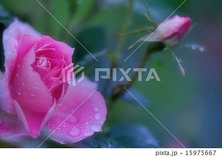 雨上がりの薔薇 15975667