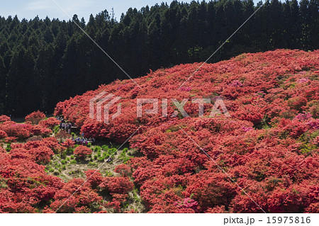 葛城山　ツツジ 15975816
