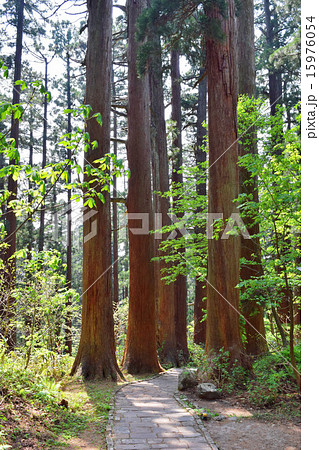羽黒山の杉並木 ミシュラン グリーンガイド ジャポン三ツ星獲得の写真素材