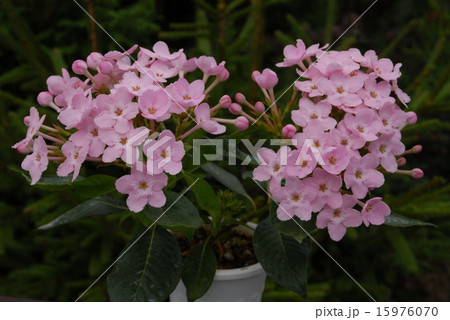 ピンクや白の花が球状に咲き、芳香を放つアッサムニオイザクラ 15976070