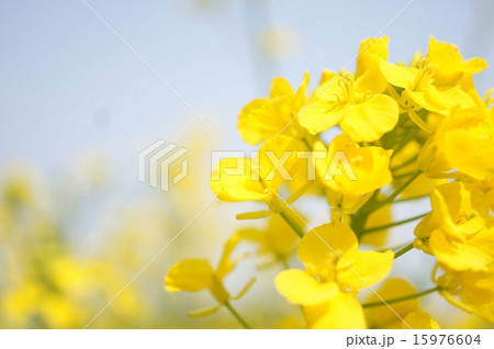 菜の花 15976604