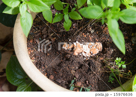 Crushed egg shell used as natural fertilizer Crushed egg shell used as natural fertilizer 15976636