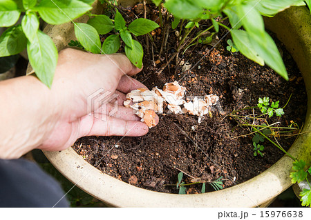 Crushed egg shell used as natural fertilizer 15976638