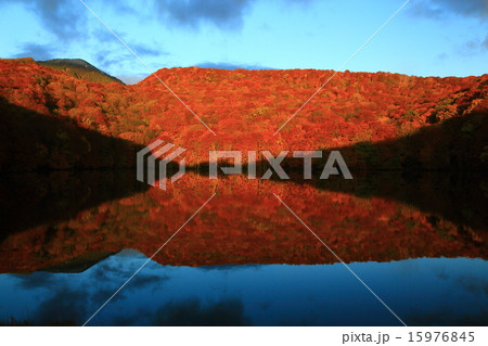 八甲田　蔦沼の紅葉 15976845